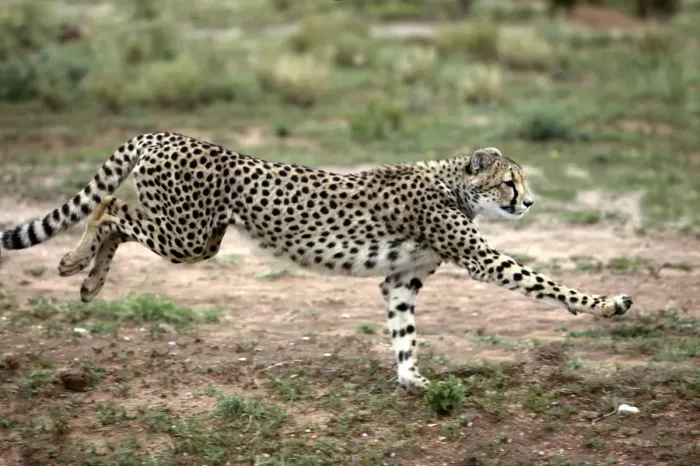 Framed Print : Cheetah. Namibia