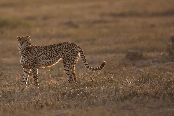 Cheetah - Ngorongoro Crater Reserve - Serengeti - Tanzania