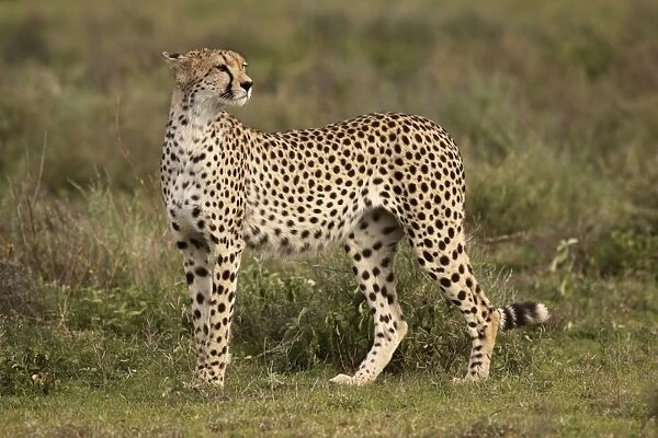Cheetah - Ngorongoro Crater Reserve - Serengeti - Tanzania