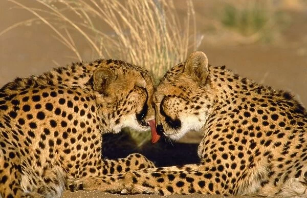 Cheetah - pair grooming