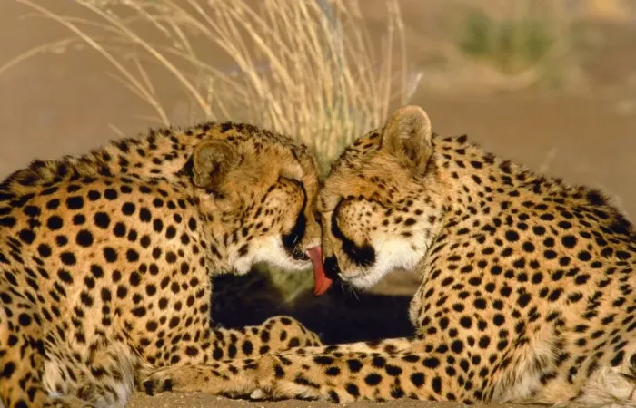 Framed Print : Cheetah - pair grooming Framed Print : Cheetah - pair grooming