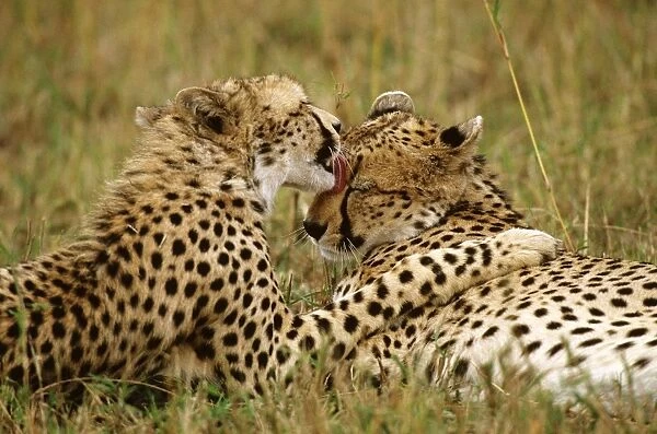 Cheetah - pair grooming each other - Masai Mara National Reserve - Kenya JFL03315