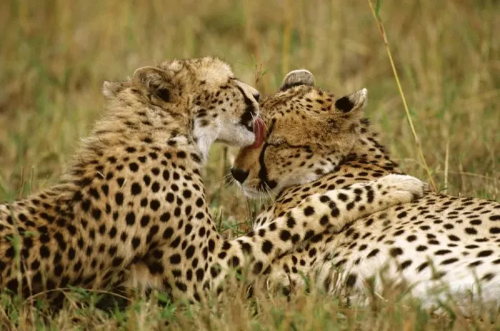 Framed Print : Cheetah - pair grooming each other - Masai Mara National Reserve - Kenya JFL03315 Framed Print : Cheetah - pair grooming each other - Masai Mara National Reserve - Kenya JFL03315