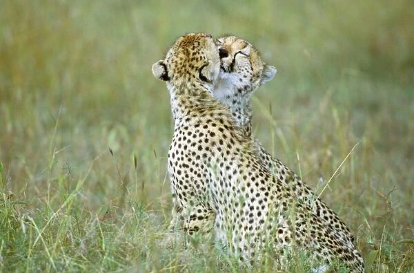 Cheetah - pair kissing - Masai Mara National Reserve - Kenya JFL17177