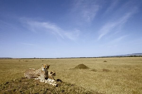 Cheetah - pair on old termite mound as vantage point - Kenya JFL03418