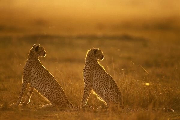 Cheetah - pair seated - Kenya JFL03325