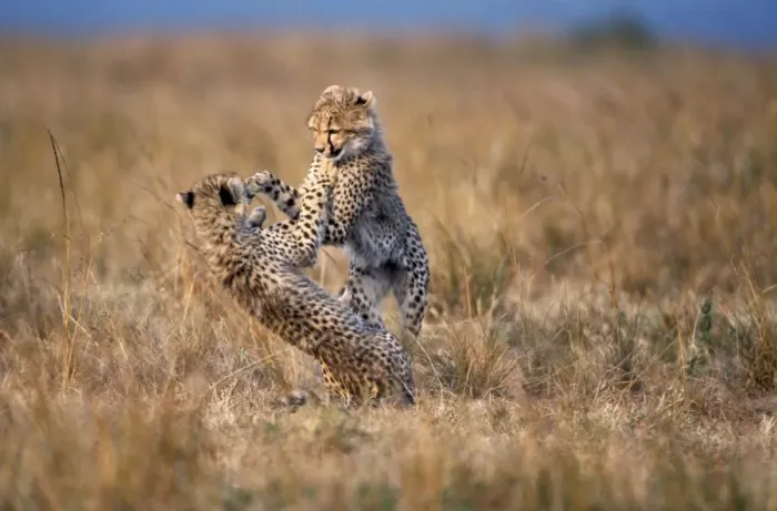 Framed Print : Cheetah - two playing. Maasai Mara - Kenya Framed Print : Cheetah - two playing. Maasai Mara - Kenya