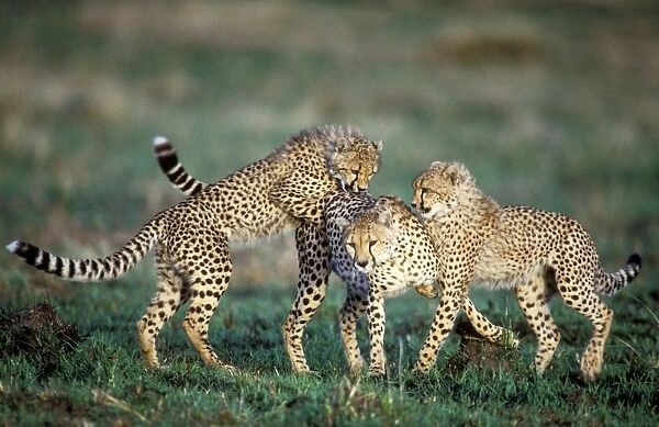Cheetah - three playing. Maasai Mara - Kenya
