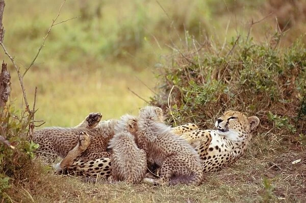 Cheetah - with pups - Maasai Mara - Kenya