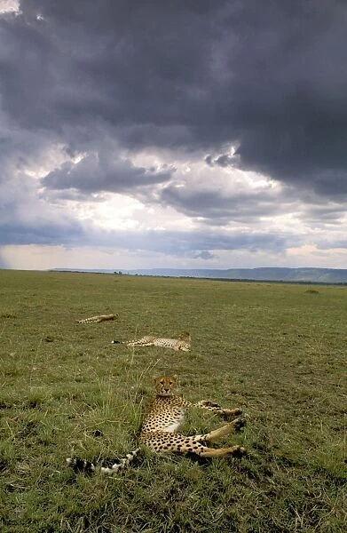 Cheetah - resting after eating - Masai Mara National Reserve, Kenya JFL03437