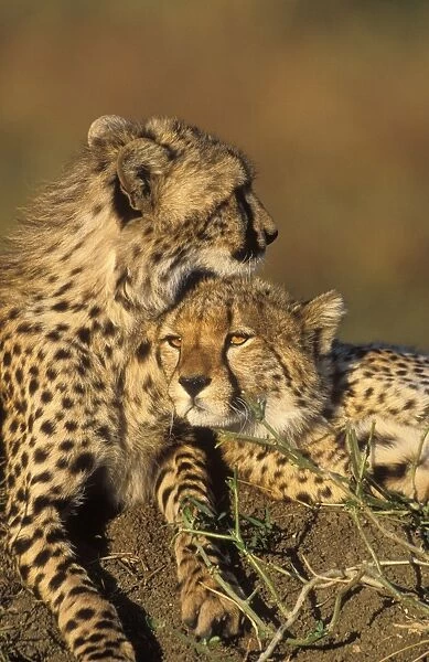 Cheetah - two resting. Maasai Mara - Kenya