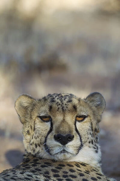 Cheetah - resting male - photographed in captivity