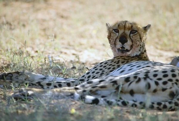 Cheetah resting in shade during heat of day. Diurnal predator of small antelopes and gazelles caught by stalking followed by high speed sprint. Widely but sparsely distributed in savannas and arid areas south of the Sahara