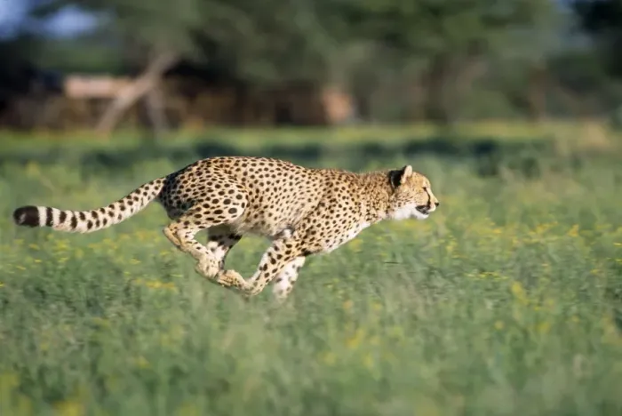 Framed Print : Cheetah - running Framed Print : Cheetah - running