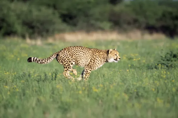 Framed Print : Cheetah - running