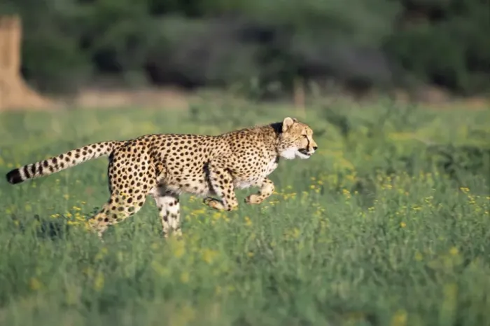 Framed Print : Cheetah - running Framed Print : Cheetah - running