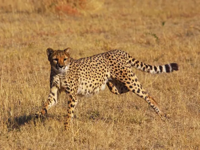Framed Print : Cheetah - running Framed Print : Cheetah - running