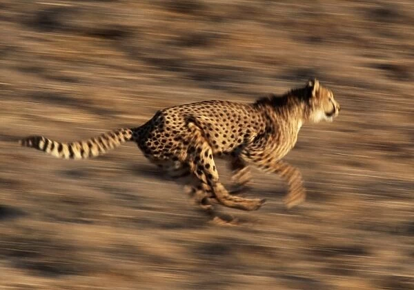 Cheetah Running, Africa