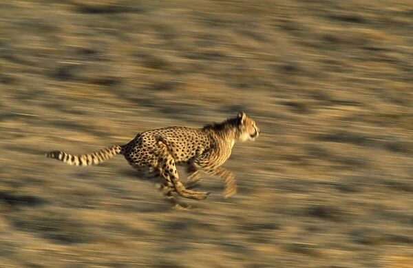 Cheetah - running - Africa