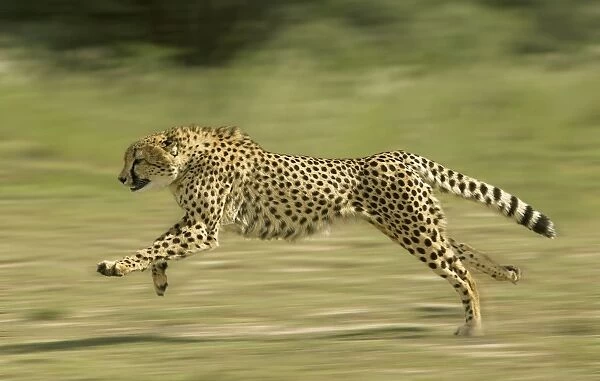 Cheetah - Running Digital Manipulation - Background blurred