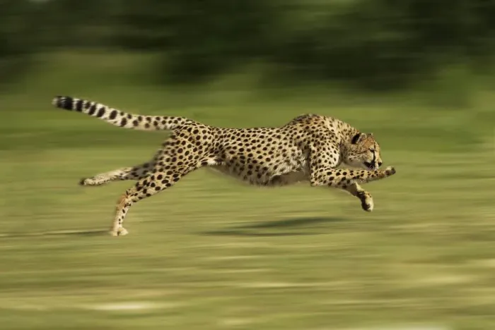 Framed Print : Cheetah - Running Digital Manipulation - Background blurred Framed Print : Cheetah - Running Digital Manipulation - Background blurred