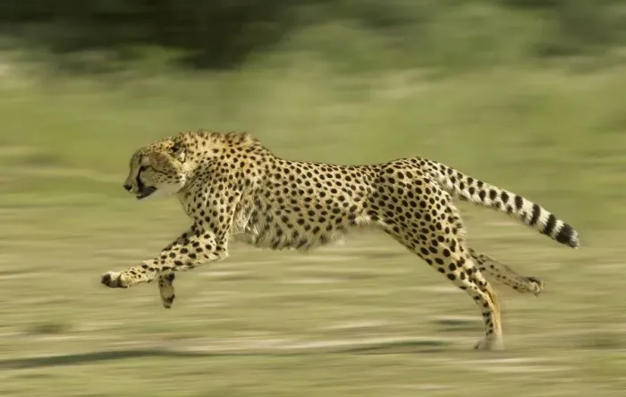 Framed Print : Cheetah - Running Digital Manipulation - Background blurred Framed Print : Cheetah - Running Digital Manipulation - Background blurred
