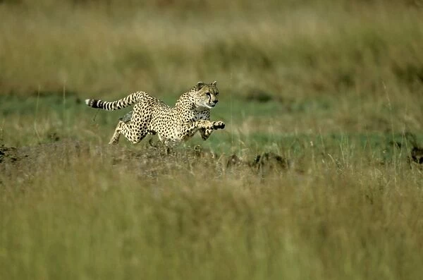Cheetah - running fast - Masai Mara National Reserve - Kenya JFL15730