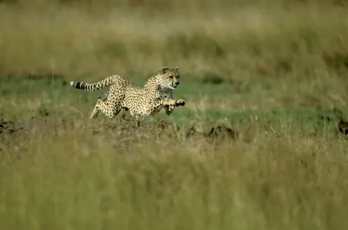 Framed Print : Cheetah - running fast - Masai Mara National Reserve - Kenya JFL15730 Framed Print : Cheetah - running fast - Masai Mara National Reserve - Kenya JFL15730