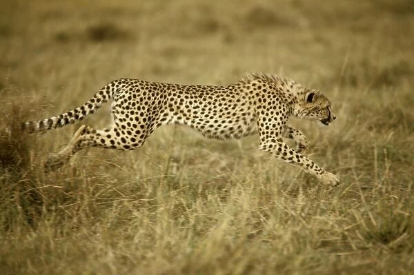 Cheetah - running - Kenya JFL03283