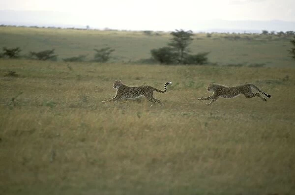 Cheetah - two running - Kenya JFL03285