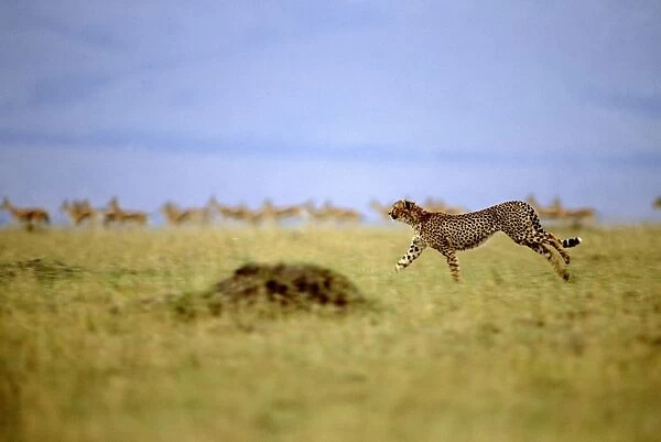 Cheetah - running - Kenya JFL03286