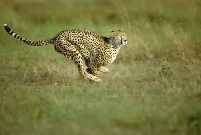 Framed Print : Cheetah - running Maasai Mara, Kenya, Africa Framed Print : Cheetah - running Maasai Mara, Kenya, Africa