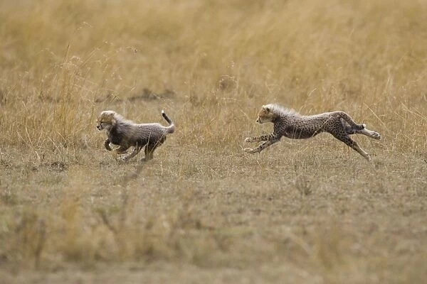 Cheetah - running - Masai mara Triangle - Kenya