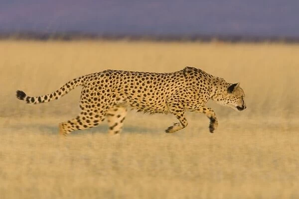 Cheetah - running - Namibia