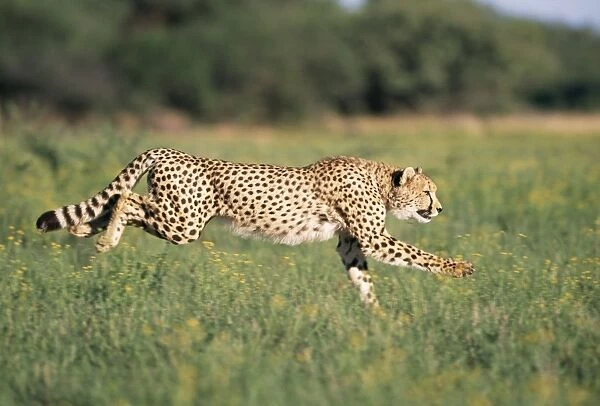 Cheetah Running, sequence 1 A
