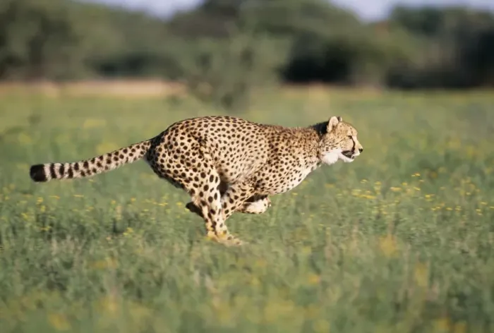 Framed Print : Cheetah Running, sequence 1 B Framed Print : Cheetah Running, sequence 1 B