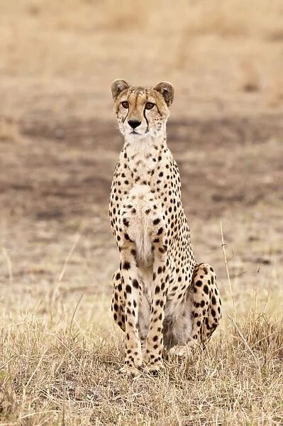 Cheetah - sitting up - in area of short grass - Masai Mara - Kenya
