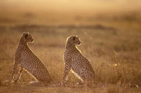 Cheetah - two sitting at desk. Maasai Mara National Park - Kenya - Africa