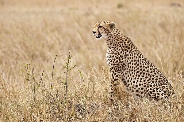 Cheetah - sitting in open - Masai Mara - Kenya