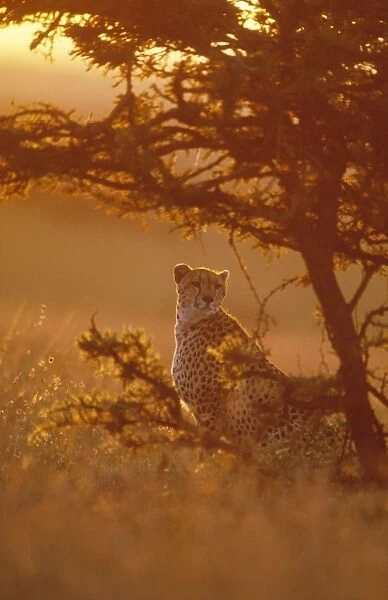 Cheetah - sitting at sunset. Maasai Mara - Kenya
