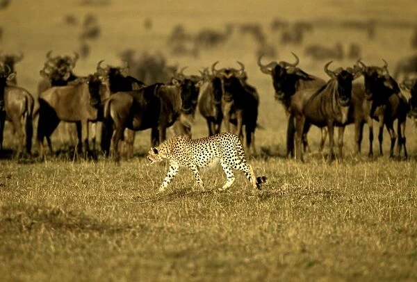 Cheetah - in stalking posture - Wildebeest herd behind - Masai Mara National Reserve - Kenya JFL03281