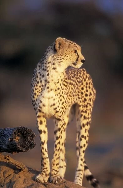 Cheetah - standing. Maasai Mara - Kenya