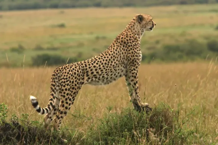 Framed Print : Cheetah - standing. Maasai Mara - Kenya - Africa Framed Print : Cheetah - standing. Maasai Mara - Kenya - Africa