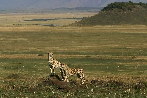 Cheetah - two standing. Maasai Mara - Kenya - Africa