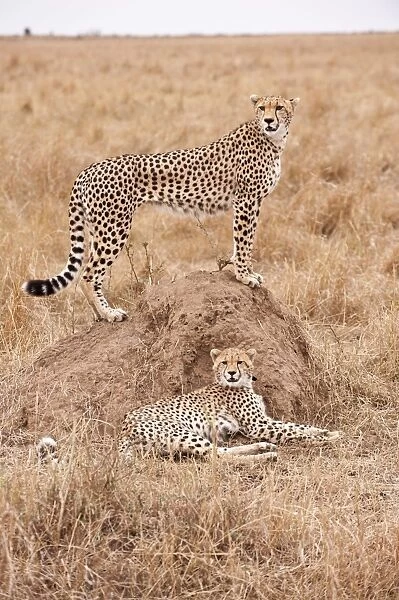 Cheetah - one standing on mound & one resting below - Masai Mara - Kenya
