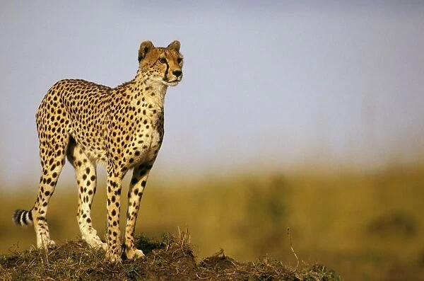 Cheetah - standing on old termite mound as vantage point - Masai Mara National Reserve, Kenya JFL03274