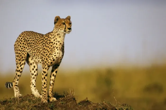 Framed Print : Cheetah - standing on old termite mound as vantage point - Masai Mara National Reserve, Kenya JFL03274 Framed Print : Cheetah - standing on old termite mound as vantage point - Masai Mara National Reserve, Kenya JFL03274