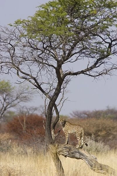 Cheetah - standing on tree branch (rescued from traps on livestock farms) Cheetah Conservation Fund - Namibia