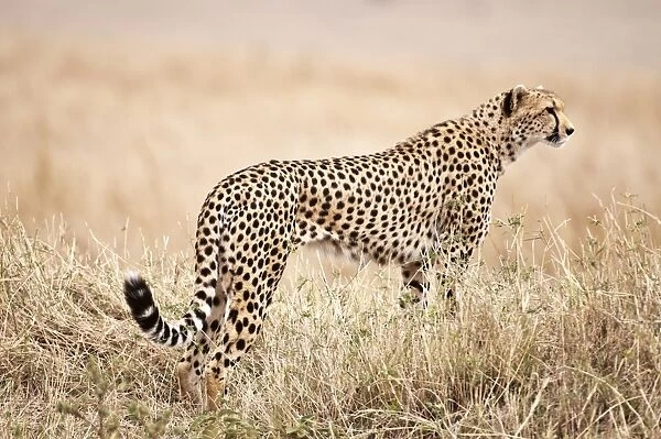 Cheetah - standing watching for prey - Masai Mara - Kenya