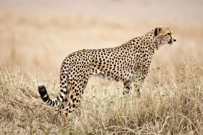 Framed Print : Cheetah - standing watching for prey - Masai Mara - Kenya Framed Print : Cheetah - standing watching for prey - Masai Mara - Kenya
